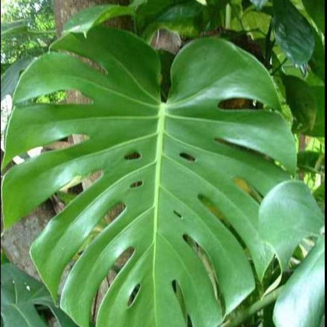 Large Monstera Split Leaf Philodendron...