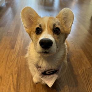 Lola's Toy & Treat Fund