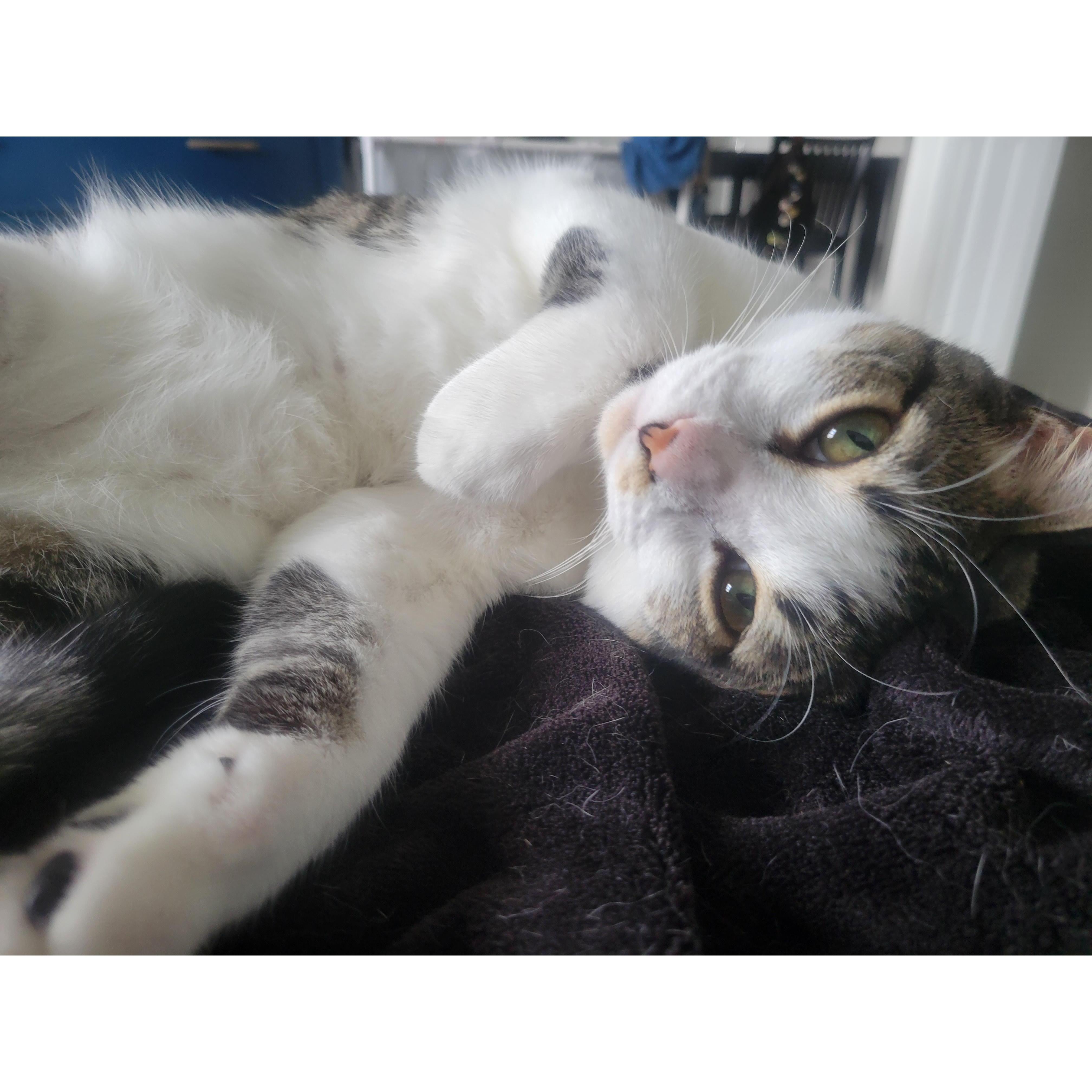 Perry! Aka Perry the Catupus. He's 2.