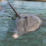 Dolphin Connection