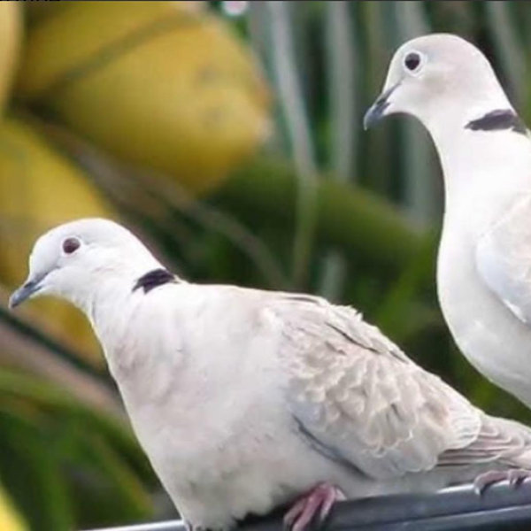Our Bird Fund