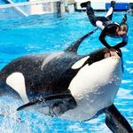 SeaWorld Orlando