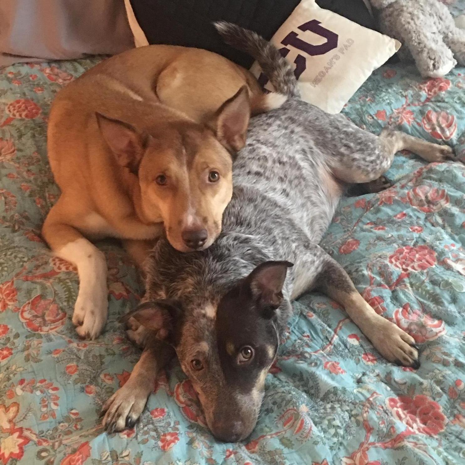 Our fur babies!