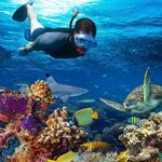 Snorkeling and Diving
