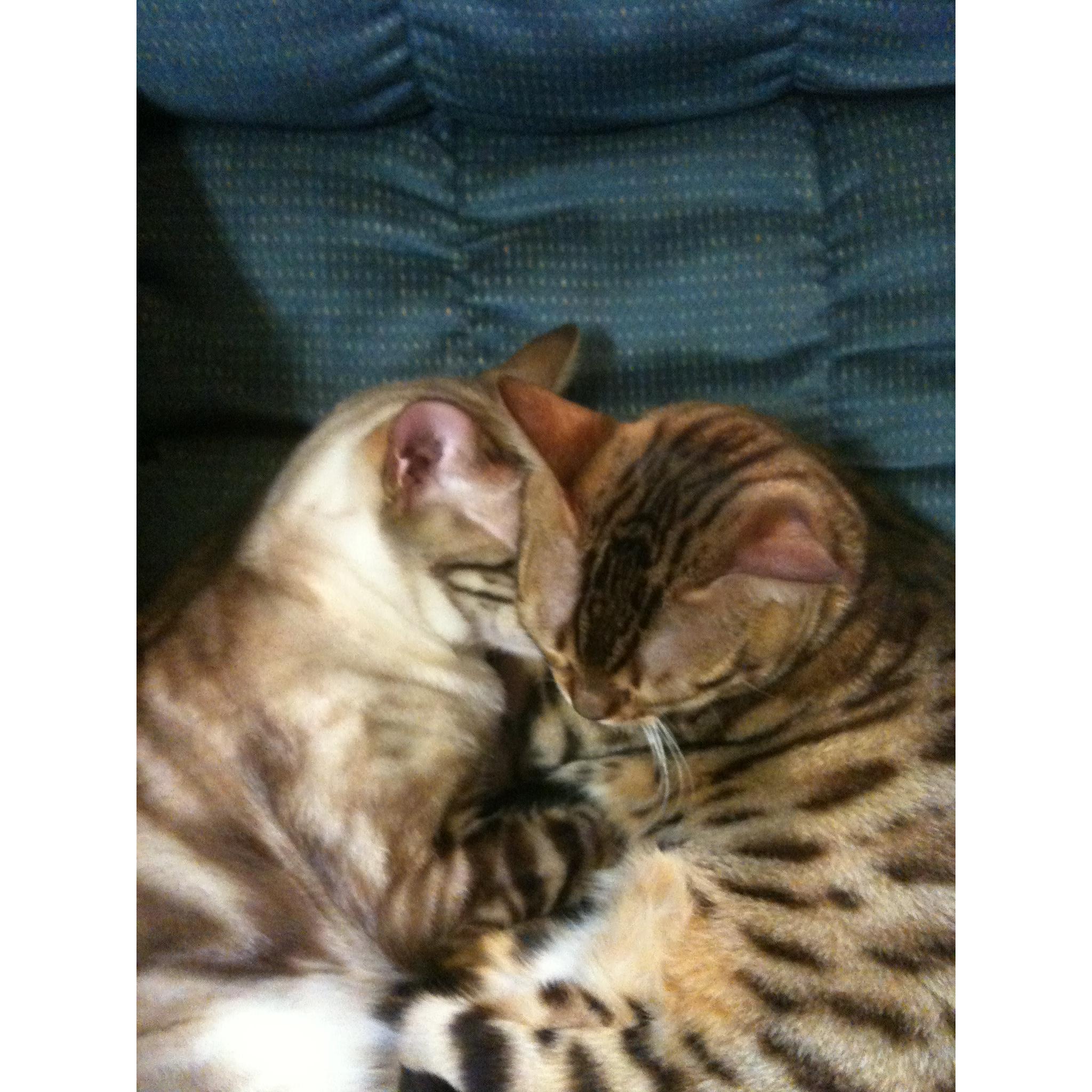 our first pets together Ozzy and Bella