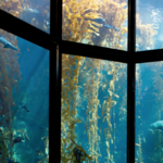 Monterey Bay Aquarium