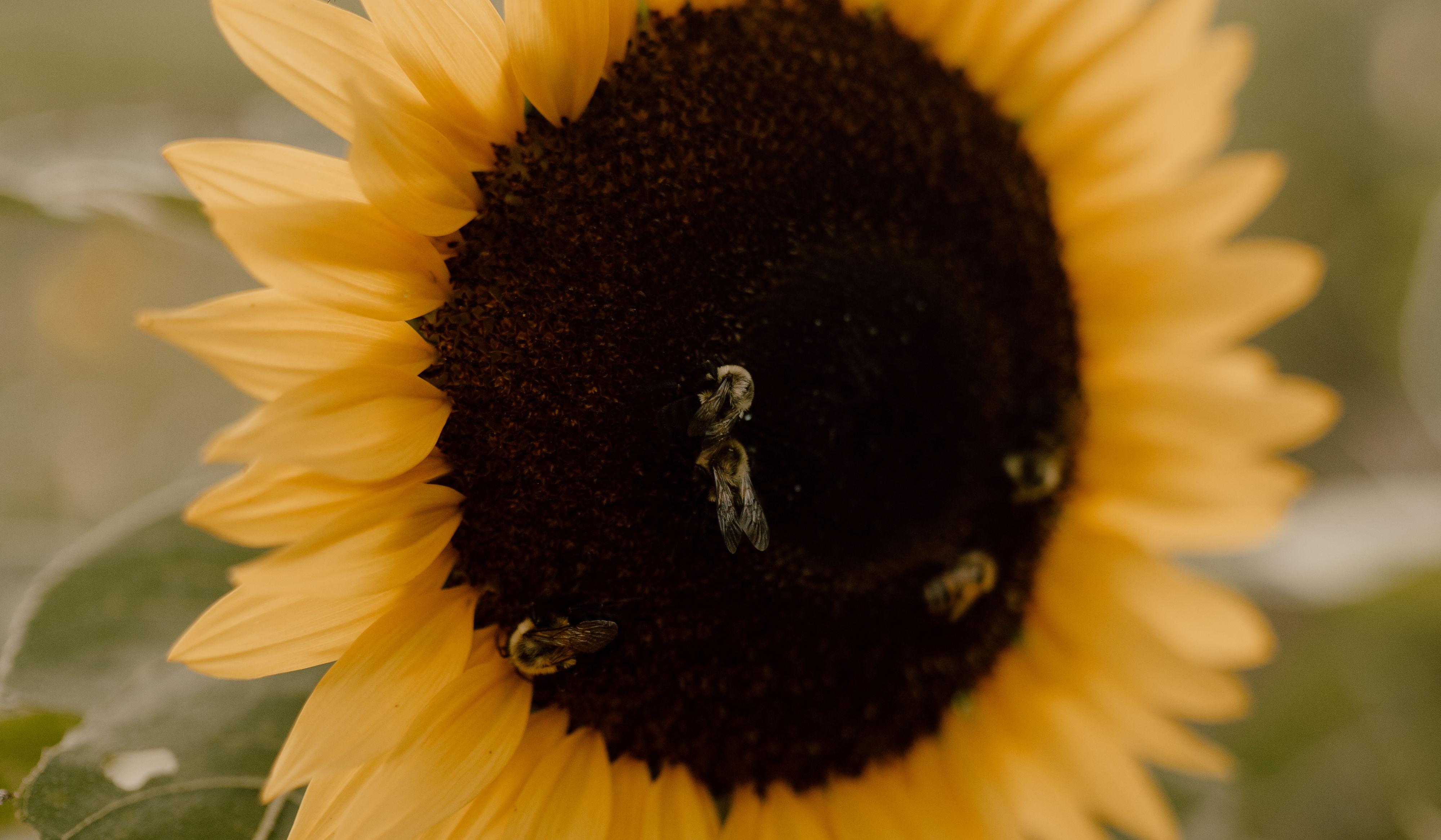Footer image
