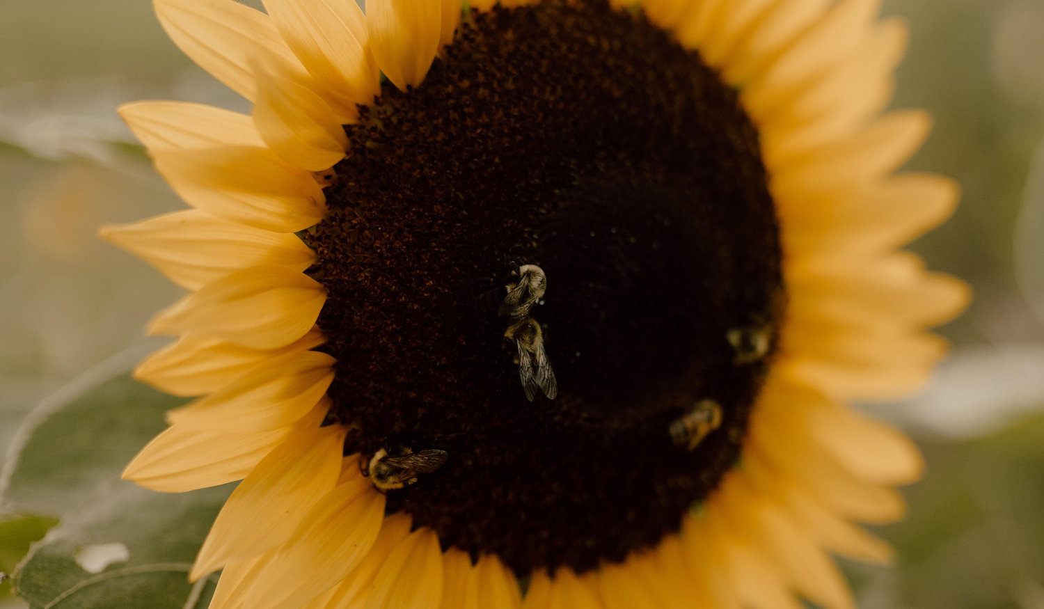 Footer image