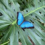 Sophia M. Sachs Butterfly House