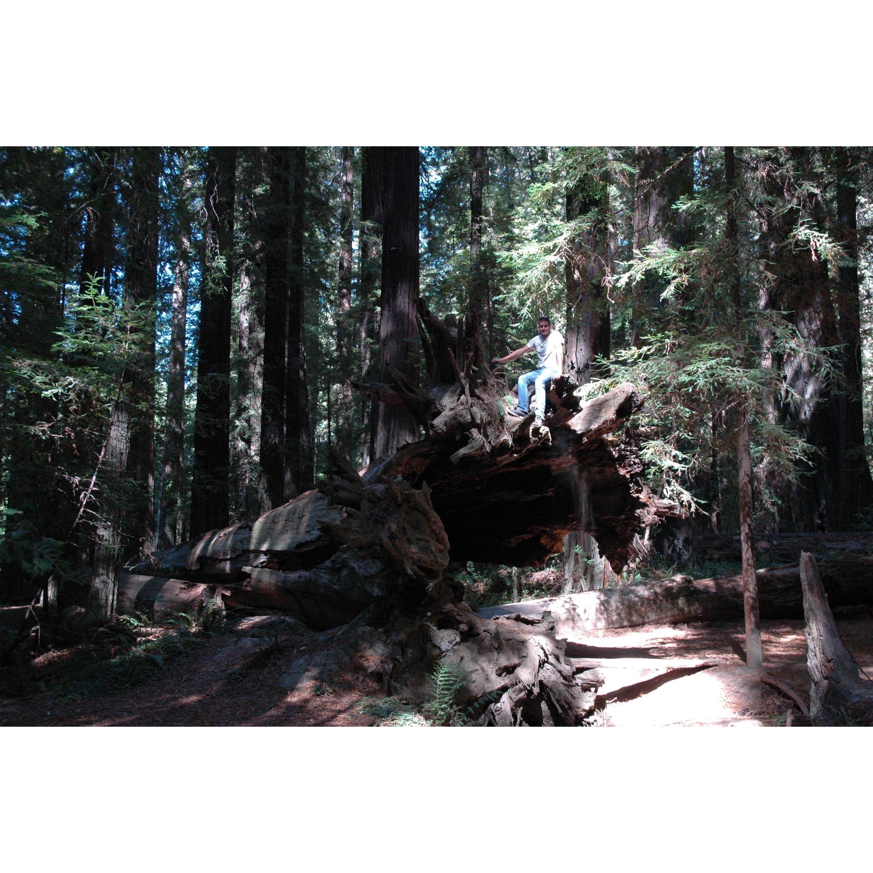 Redwood National Forest: September 2016
