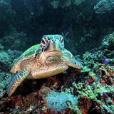 Mactan Island Reef and Marine Sanctuary