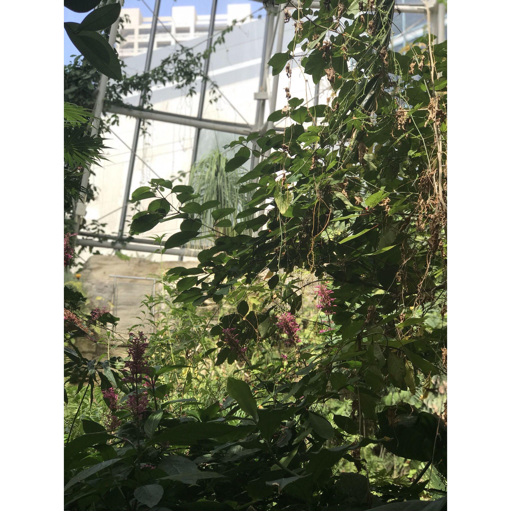 Butterfly Exhibit at the Museum of Natural Science