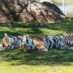 Lions Tigers & Bears The San Diego Animal Sanctuary®
