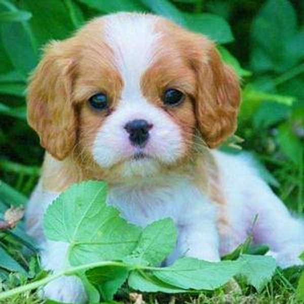 Our New Puppy