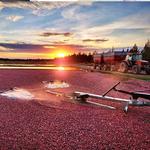 Lake Nokomis Cranberries, Inc.