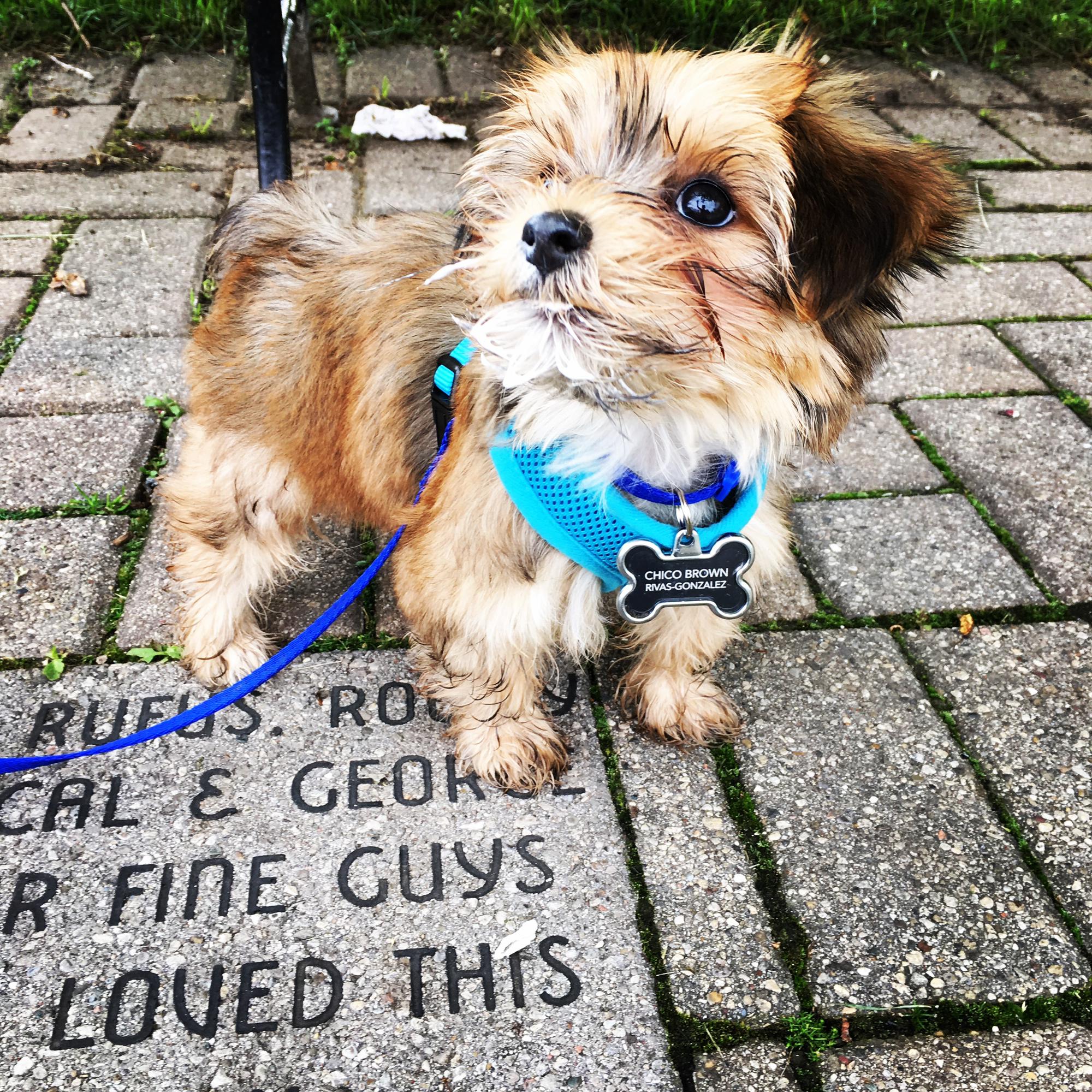 BABY CHICO