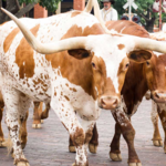 Fort Worth Stockyards
