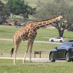 Fossil Rim Wildlife Center