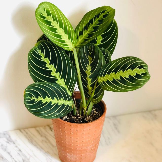Lemon Lime Prayer Plant - Maranta...