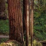 The Forest of Nisene Marks State Park