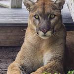 Busch Wildlife Sanctuary