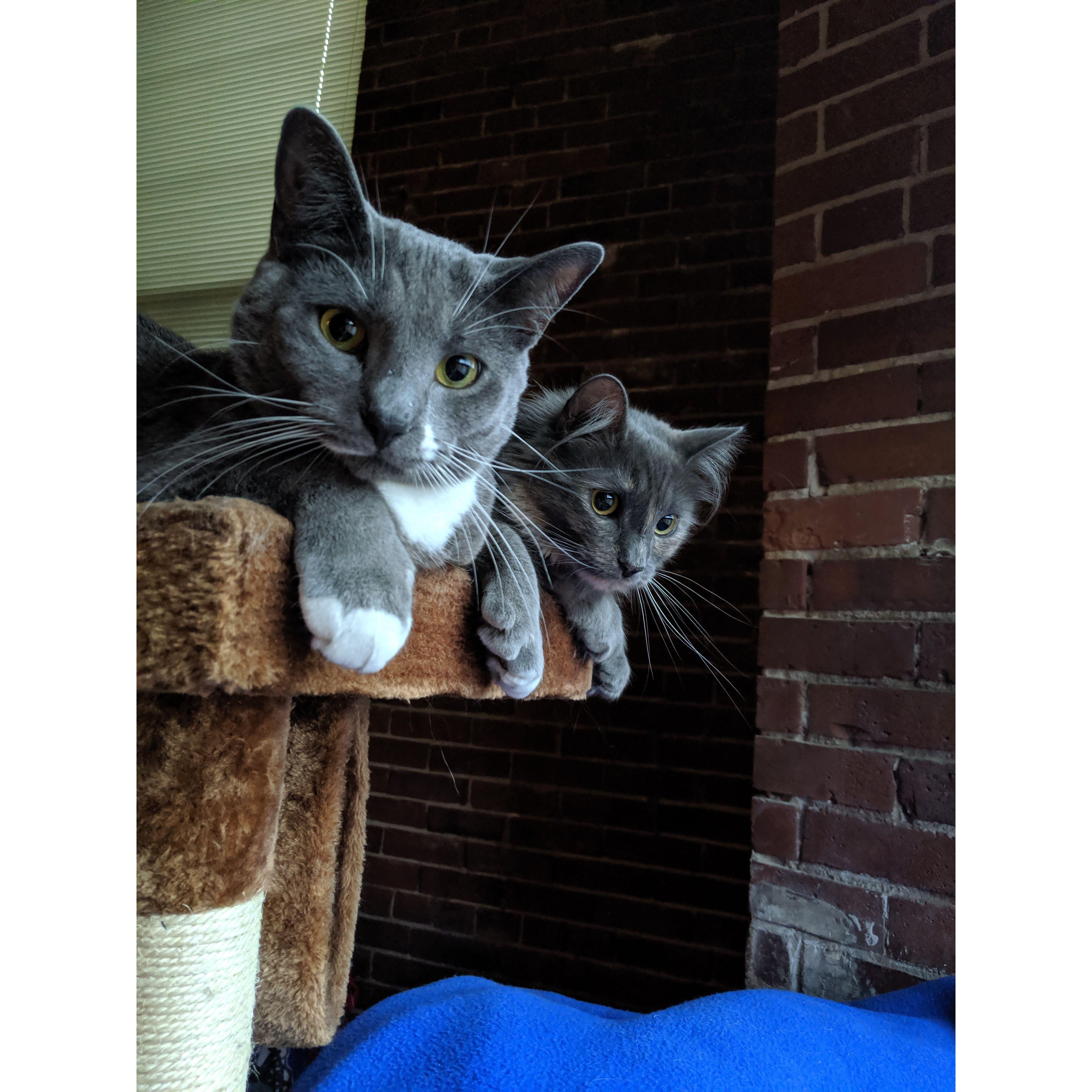 A rare moment where Atlas and Artemis are seen next to each other!