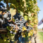 Newport Vineyards