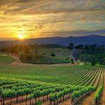 Bekaa Valley Wineries – Taste Lebanese wines at Ksara, Kefraya, and more.