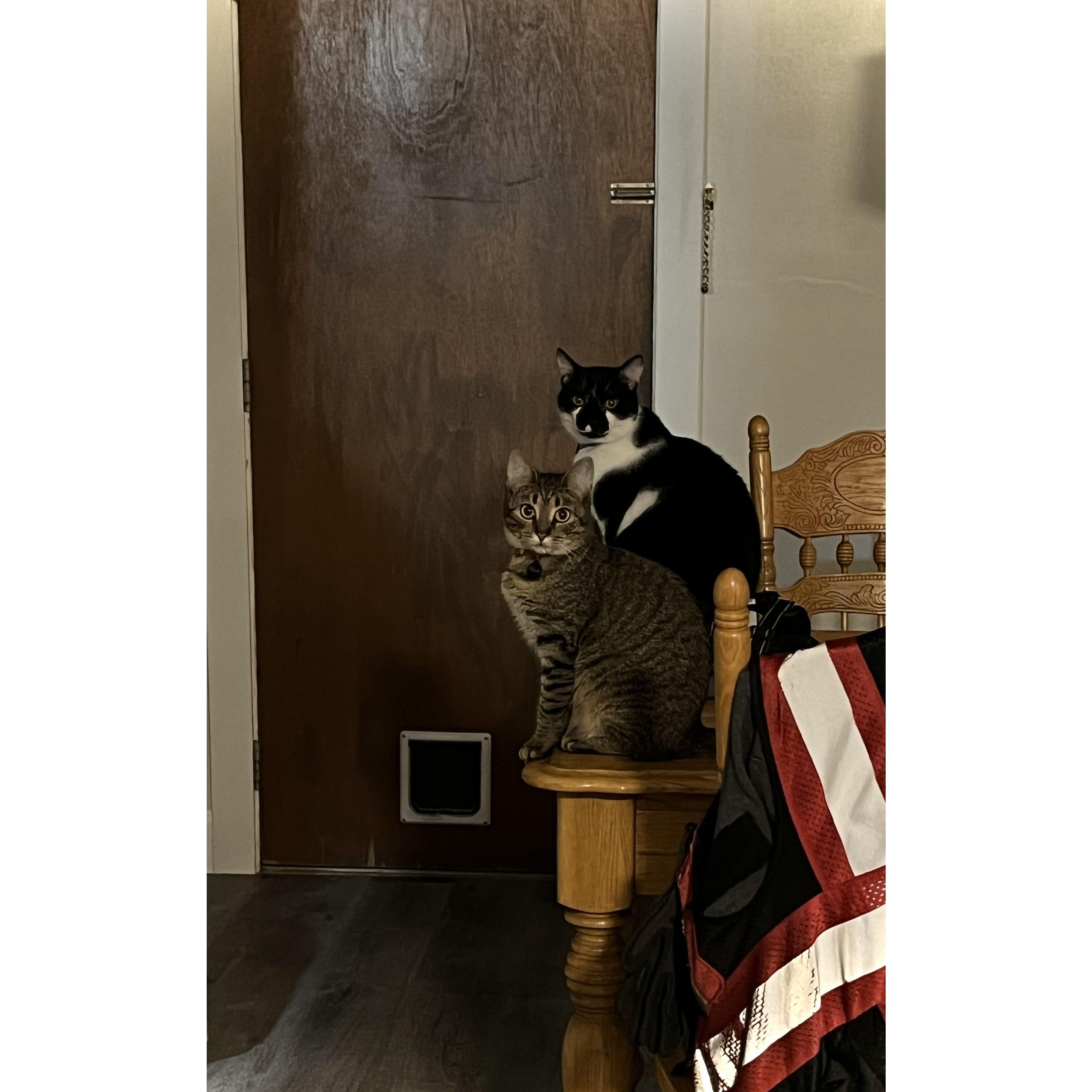 Blink (front) and Casanova (back)