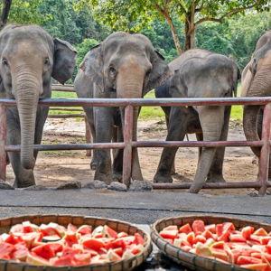 Day with the Elephants