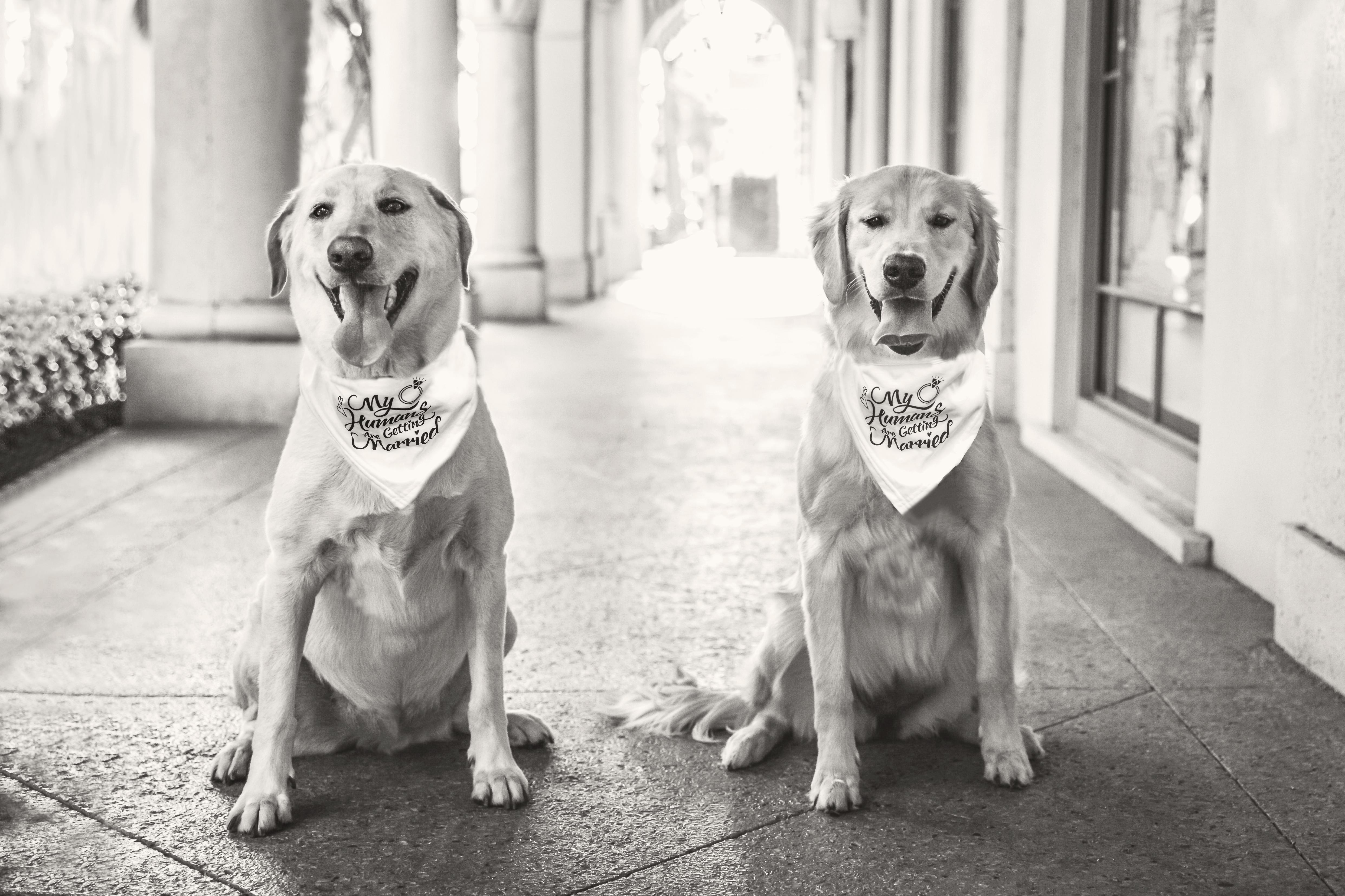 The Wedding Website of Kirsten Nowak and Nicholas Russo