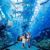 Shedd Aquarium