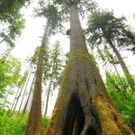 Cathedral Tree Trail