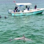 Destin Dolphin Cruise