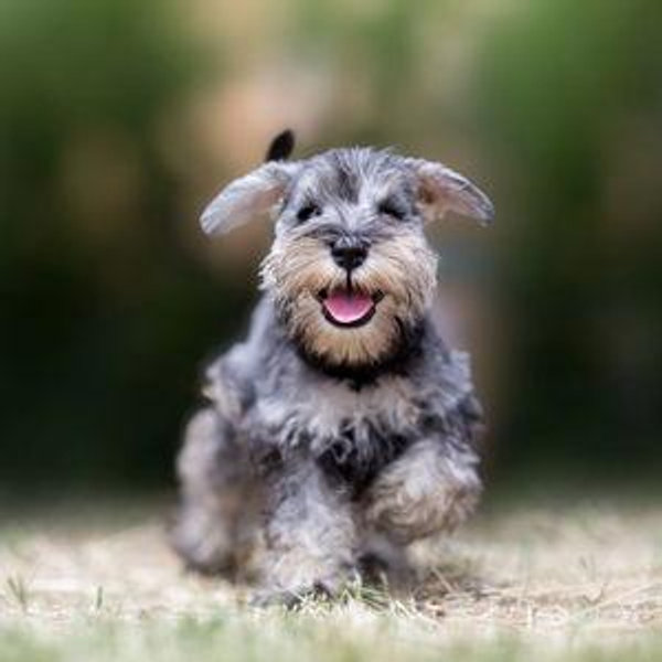 Puppy!
