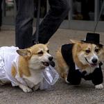 Tour de Corgi at Civic Center Park