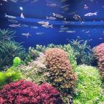 Georgia Aquarium