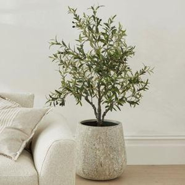 Small Olive Tree
