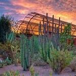 Desert Botanical Garden