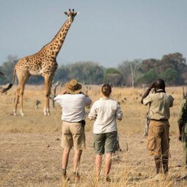 Tarangire Walking Safari