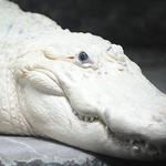 Audubon Zoo