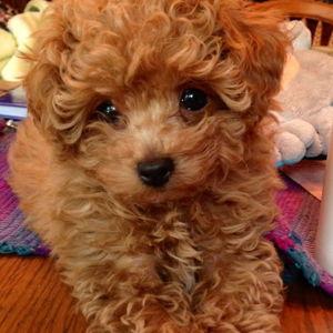 Our New Puppy