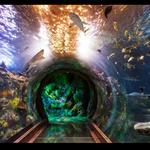 SEA LIFE Grapevine Aquarium
