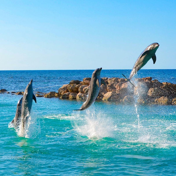 Swim with Dolphins in Jamaica!