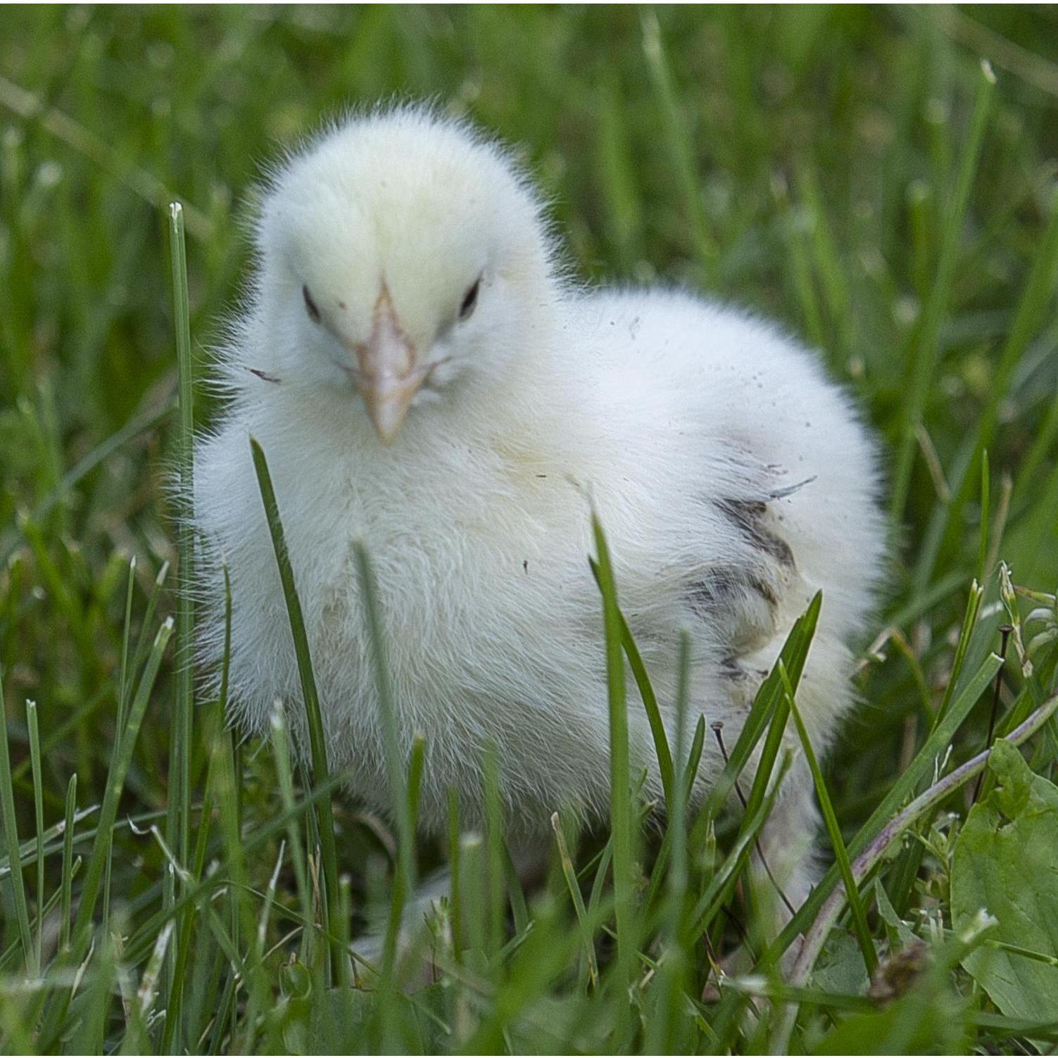 Six weeks into our relationship we're on a walk when we passed a home with chickens running around. Hannah looked at me and said, "if you catch me a chicken I'll marry you." This is the one I caught.