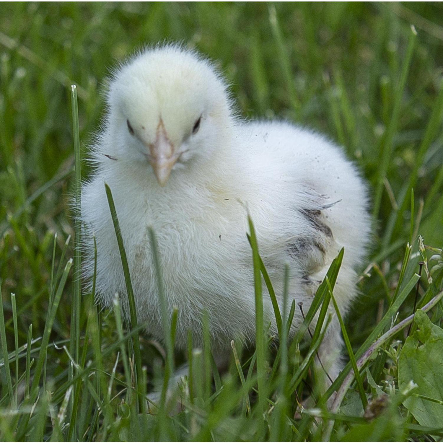 Six weeks into our relationship we're on a walk when we passed a home with chickens running around. Hannah looked at me and said, "if you catch me a chicken I'll marry you." This is the one I caught.