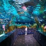 Tennessee Aquarium