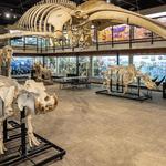 Museum of Osteology