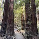 Armstrong Redwoods State Natural Reserve