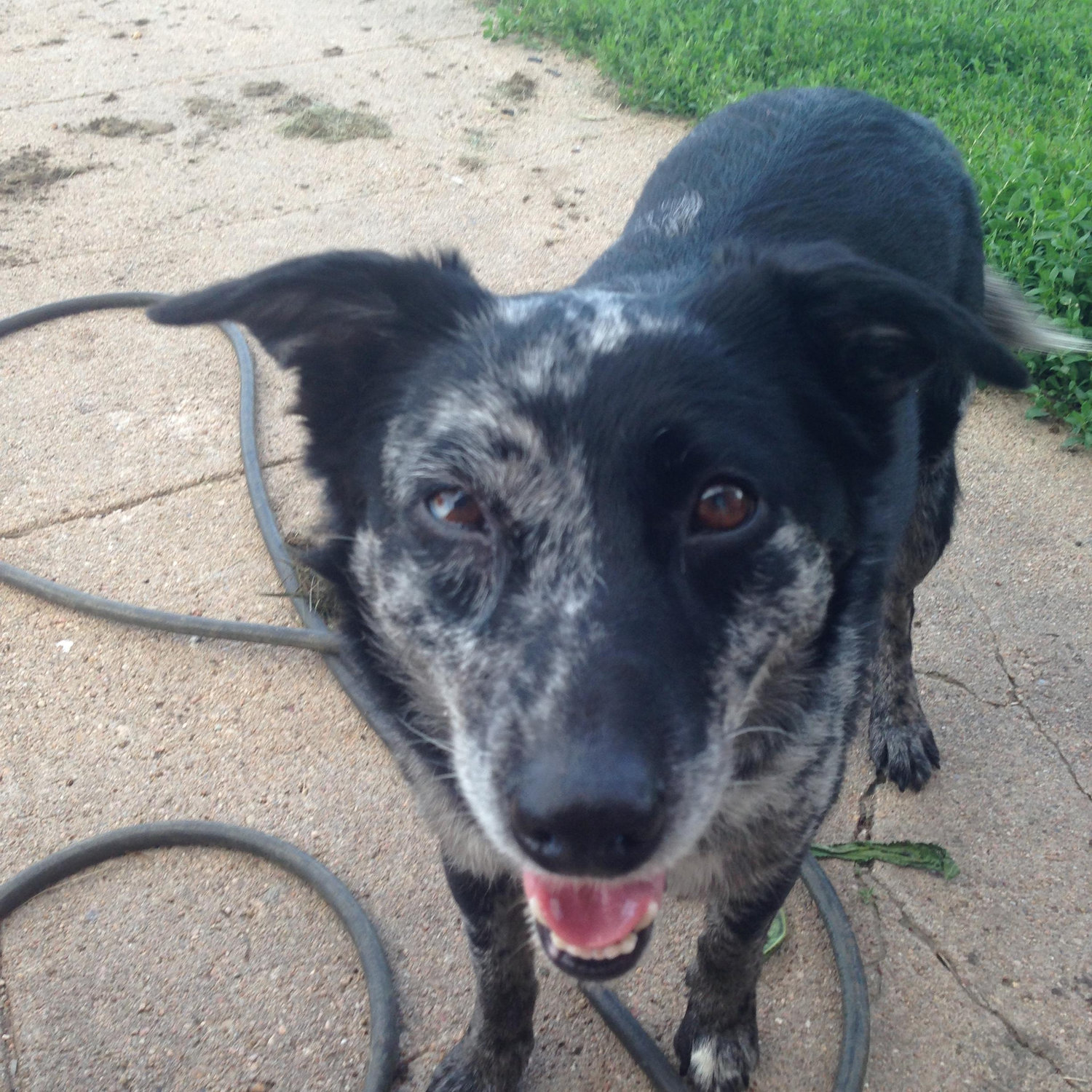 This is Lady, she is an Einsel Family dog
